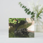 Carte Postale Cygne noir (Debout devant)