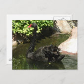 Carte Postale Cygne noir (Devant / Derrière)