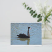 Carte Postale Cygne noir (Debout devant)