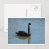 Carte Postale Cygne noir (Devant / Derrière)