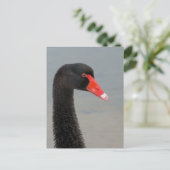 Carte Postale Cygne noir (Debout devant)