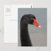 Carte Postale Cygne noir (Devant / Derrière)