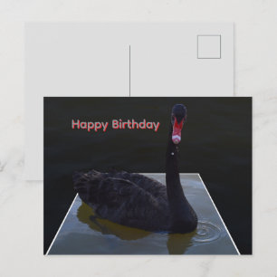 Carte Postale Cygne noir nageant dans un étang dimensionnel,