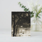 Carte Postale Cygne sur la rivière - vertical (Debout devant)