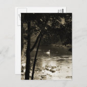 Carte Postale Cygne sur la rivière - vertical (Devant / Derrière)