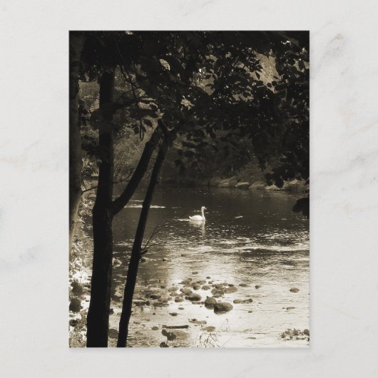 Carte Postale Cygne sur la rivière - vertical (Devant)