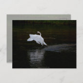 Carte Postale Cygne trompette (Devant / Derrière)