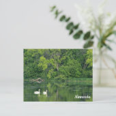 Carte postale Cygne trompette (Debout devant)