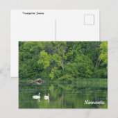 Carte postale Cygne trompette (Devant / Derrière)