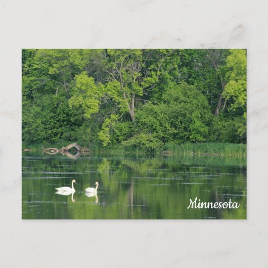 Carte postale Cygne trompette (Devant)