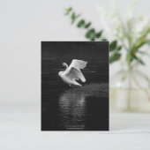 Carte Postale Cygne trompette n/b (Debout devant)
