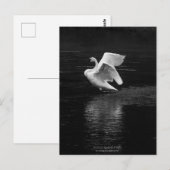 Carte Postale Cygne trompette n/b (Devant / Derrière)