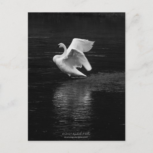Carte Postale Cygne trompette n/b (Devant)