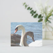 Carte Postale Cygnes (Debout devant)
