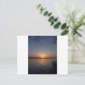 Carte Postale Cygnes (Debout devant)