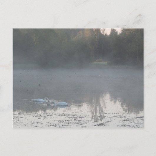 Carte Postale cygnes dans le brouillard (Devant)