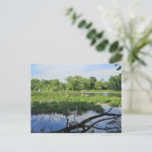 Carte Postale Cygnes du Metropark d'Oakland (Debout devant)