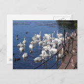 Carte Postale Cygnes et autres oiseaux au lac Roath Park Cardiff (Devant / Derrière)