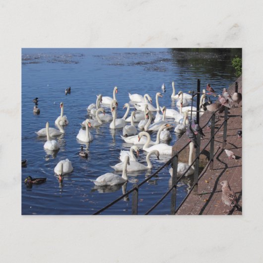 Carte Postale Cygnes et autres oiseaux au lac Roath Park Cardiff (Devant)