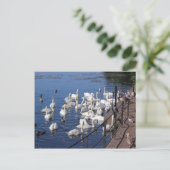 Carte Postale Cygnes et autres oiseaux au lac Roath Park Cardiff (Debout devant)