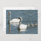 Carte Postale Cygnes Et Canards Rouges (Devant / Derrière)