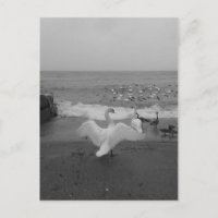 Cygnes et oiseaux noirs et blancs sur le lac Ontar