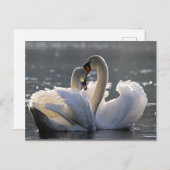 Carte Postale Cygnes gracieuses (Devant / Derrière)