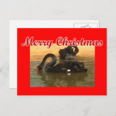 Carte Postale Cygnes noirs (Devant / Derrière)