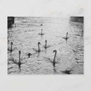 Carte Postale Cygnes noirs et blancs