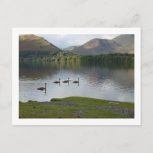 Carte Postale Cygnes sur Derwentwater