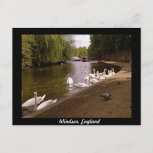 Carte Postale Cygnes sur la Tamise à Windsor