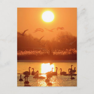 Carte Postale Cygnes sur un lac au coucher du soleil