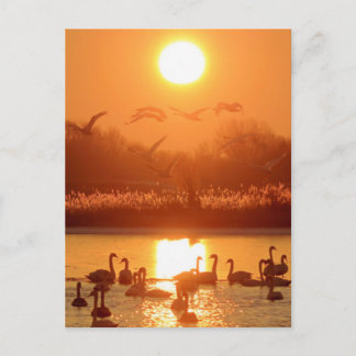 Carte Postale Cygnes sur un lac au coucher du soleil