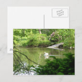 Carte Postale Cygnus Olor (Cygnus Olor) par Footbridge (Devant / Derrière)