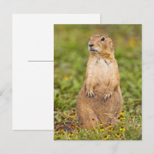 Carte Postale Cynomys à queue noire (Devant / Derrière)