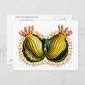 Carte Postale Cynthia melocactus Ernst Haeckel Fine Art (Devant / Derrière)