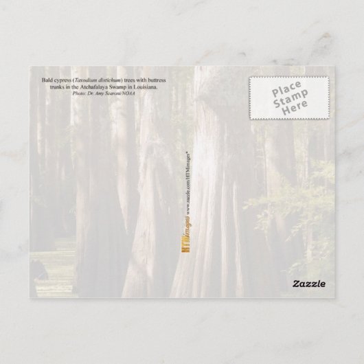 Carte Postale Cyprès chauves avec troncs à contreforts (Dos)