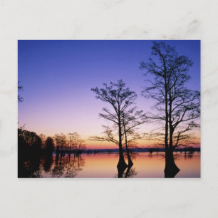 Carte Postale Cyprès chauves silhouettés au coucher du soleil,