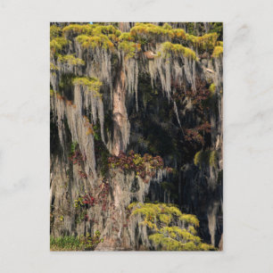 Carte Postale Cyprès en étang dans un marécage inondé