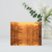 Carte Postale Cyprès George Smith State Park (Debout devant)