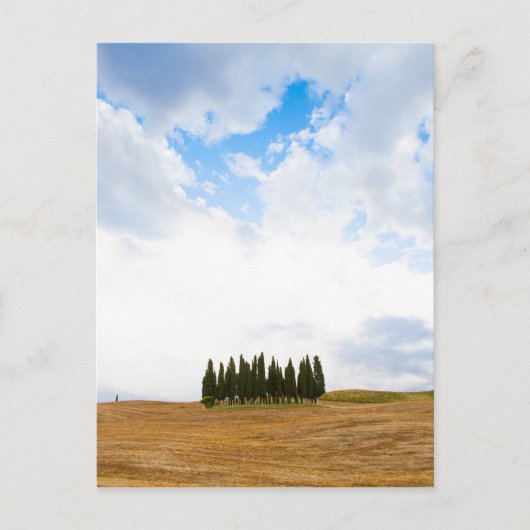 Carte Postale Cyprès toscan (Devant)