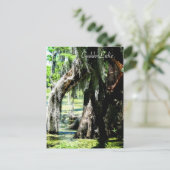 Carte postale - Cyprès ventilateur (Debout devant)