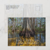 Carte Postale Cypress à la réserve nationale Big Cypress, FL (Devant / Derrière)