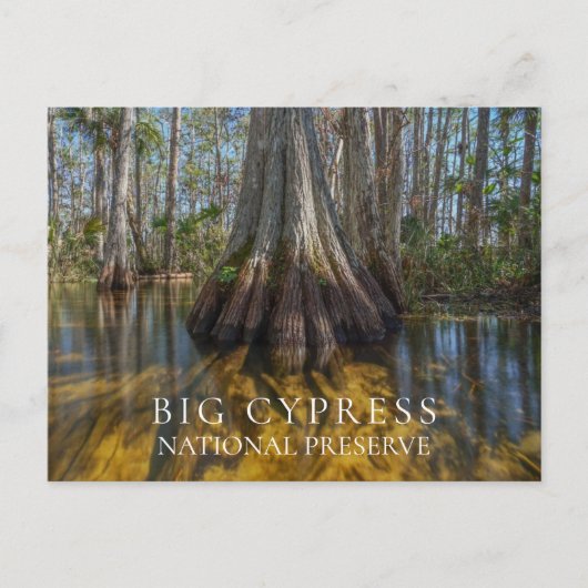 Carte Postale Cypress à la réserve nationale Big Cypress, FL (Devant)
