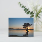 Carte Postale Cypress au coucher du soleil (Debout devant)