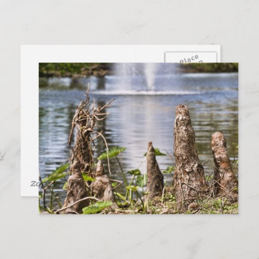 Carte Postale Cypress Knee (Devant / Derrière)