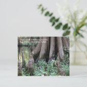 Carte postale Cypress Knees (Debout devant)