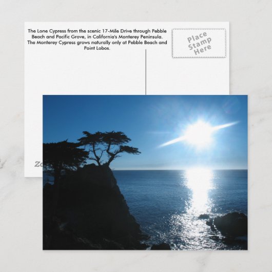 Carte Postale Cypress Lone (Devant / Derrière)