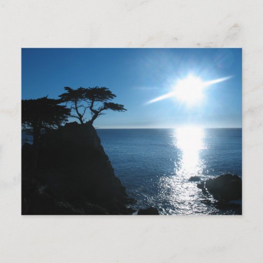 Carte Postale Cypress Lone (Devant)