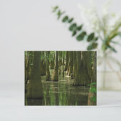 Carte postale Cypress Swamp (Debout devant)